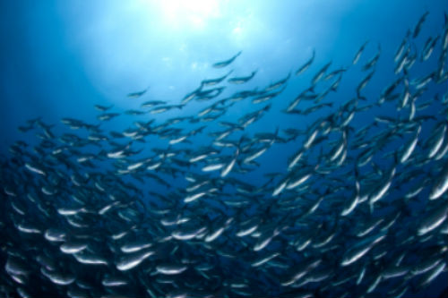 School of fish